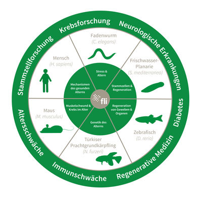 Modellsysteme am FLI