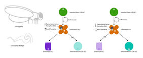 Cell differentiation