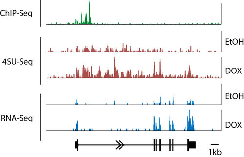 FLI: Genome-wide transcriptomics