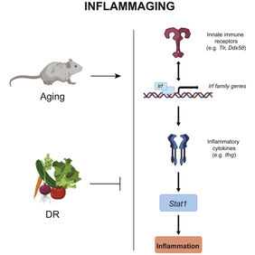 Feedback loop of inflammation in aging