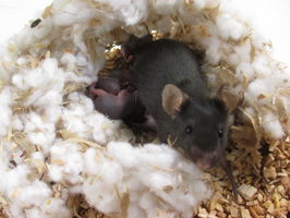 Mouse with a four-day-old pup.