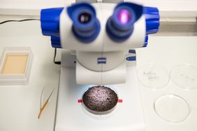 Fish Eggs on Peat (photo: FLI/Thomas Müller)