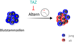 Altern von Blutstammzellen 