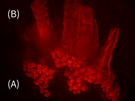 Fluoreszenzmikroskopische Aufnahme von Zellen im Darmepithel