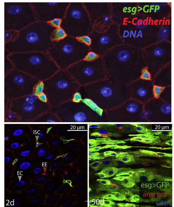 Jasper: Microscope image of the Drosophila adult midgut