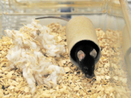 Mouse with a play tunnel in its cage