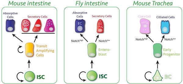 Jasper: Fly and mammalian stem cell lineages