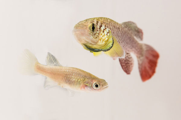 A Nothobranchius furzeri swimming in the water.