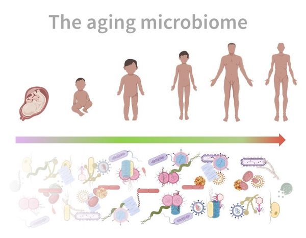 Aging Microbiome