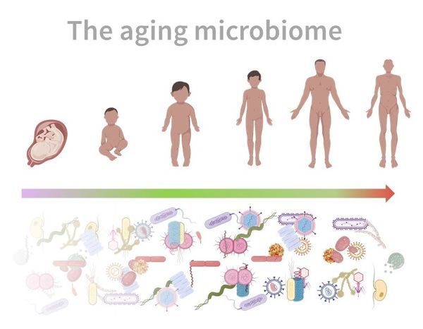 Alterndes Mikrobiom