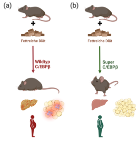 Transkriptionsfaktor C/EBPβ beeinflusst Fettspeicherung positiv