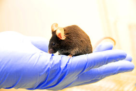 Aging Research at FLI works with Mouse Models.