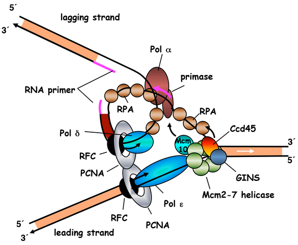 Große: DNA Replication Fork