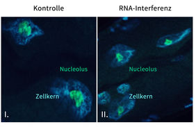 Nucleoli