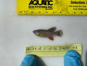 Wild turquoise killifish (Nothobranchius furzeri)