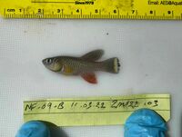 Wild turquoise killifish (Nothobranchius furzeri).