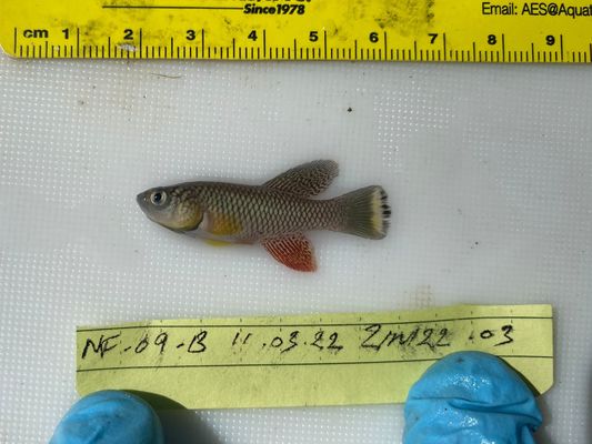 Wild turquoise killifish (Nothobranchius furzeri).