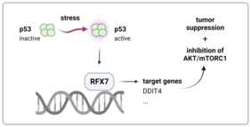 RFX7, a transcription factor and tumor suppressor. 