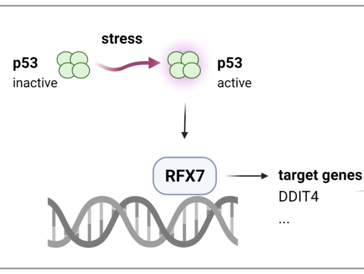 RFX7, a transcription factor and tumor suppressor. 