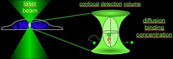 FLI: Confocal Detection Volume