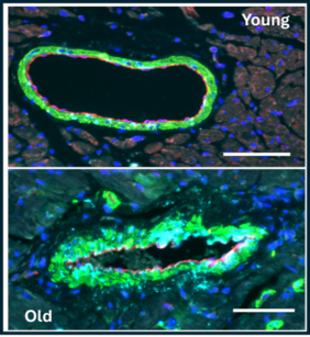 immunofluorescence staining of mice cells (Credit Luis Estronca, University of Coimbra)