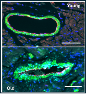 Immunfluoreszenzfärbung in Mäusezellen (Foto: Luis Estronca, Universität Coimbra)