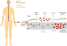 Nerve regeneration