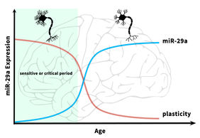 brain plasticity