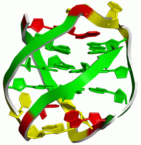 Sühnel: DNA-Tetraplex-Struktur einer telomeren DNA-Sequenz