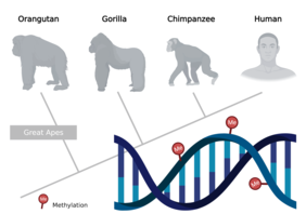 Epigenetic changes in DNA