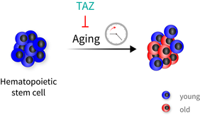 Aging of hematopoietic (blood) stem cells