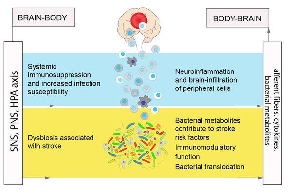 Graphic of a brain-body signaling after stroke