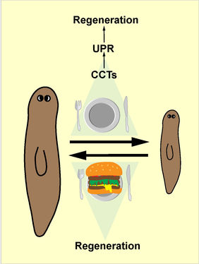 Planarian