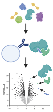 FLI: Proteomics workflow