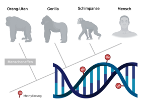 Epigenetische Modifizierung der DNA