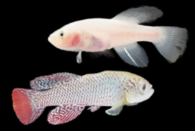 Male Killifish