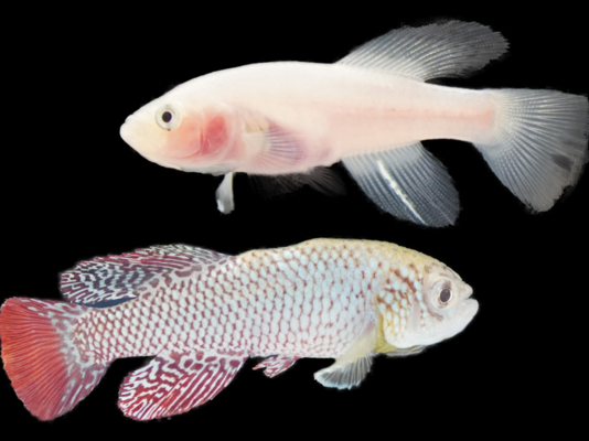 Killifisch-Männchen