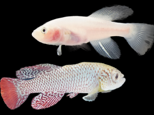 Male Killifish