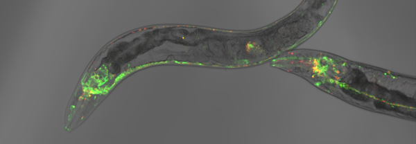 C. elegans als Modellsystem