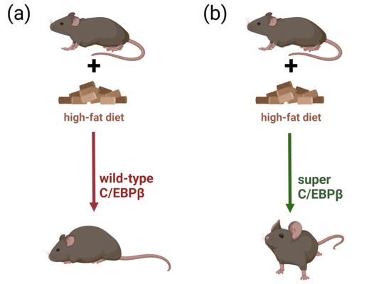 Transcription factor C/EBPβ positively influences fat storage