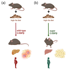 Transcription factor C/EBPβ positively influences fat storage