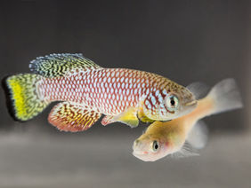 Killifish, 19 Wochen altes Männchen und 7 Wochen altes Weibchenold femal fish