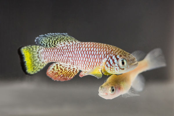 Killifish, 19 weeks old male and 7 weeks old female fish 