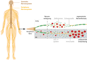 Nervenregeneration