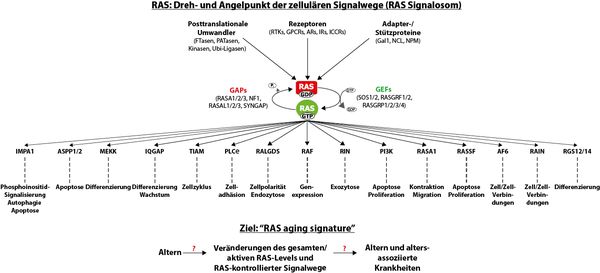 RAS-/MAPK-Signalwege