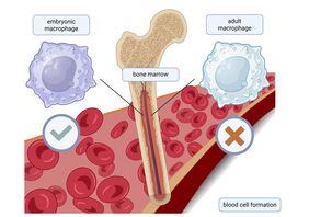 Blood stem cell formation