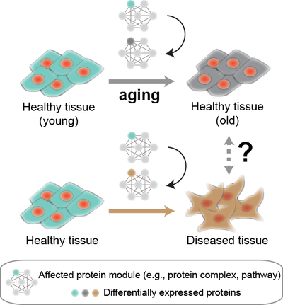 Aging protein modules