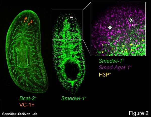 Planarian Neoblast