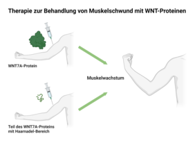 WNT7A-Protein 