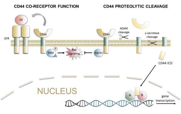 Spaltung von CD44